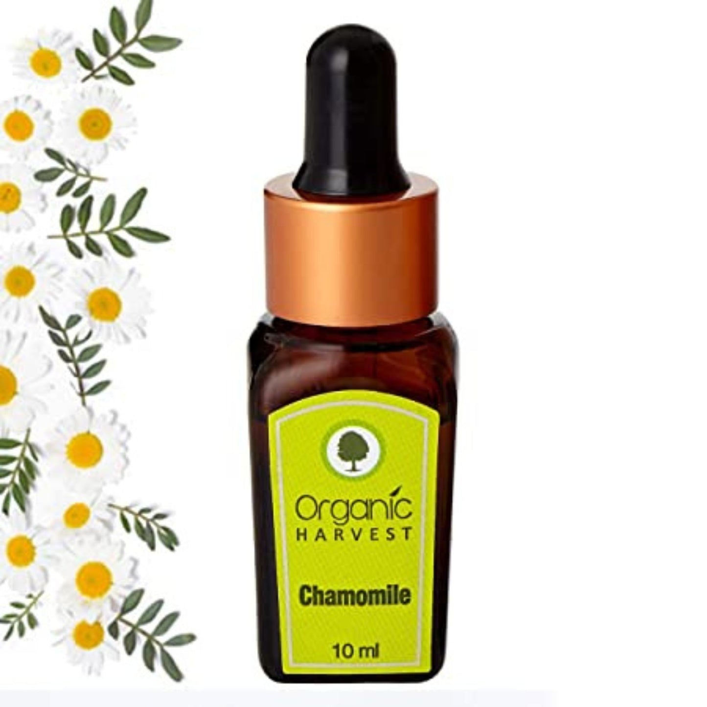 Organic Harvest Lavender Essential Oil, Cures Dry Acne, Hair Growth, Face, Hair Care, Pure & Undiluted Therapeutic Grade Oil, Excellent for Aromatherapy